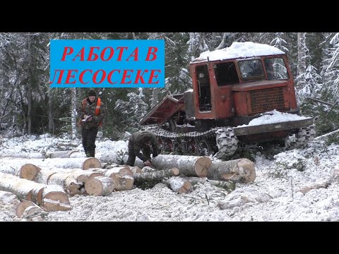 Видео: Работа в лесосеке. Пробивка волоков. Бригада в балке.