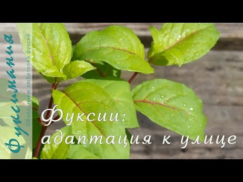 Видео: Фуксии: адаптация к улице