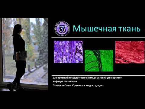 Видео: 12. Мышечные ткани (лекция по гистологии)