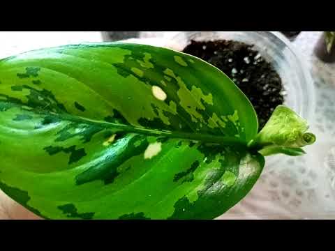 Видео: Мои покупки. Цветов много не бывает.