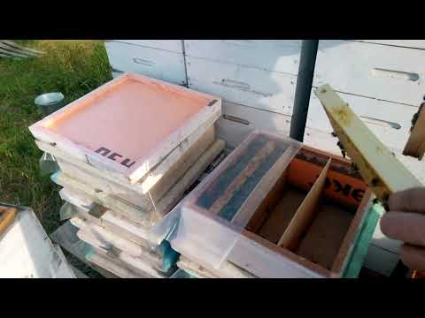 Видео: Нуклеусы из ульев МФУ   находка для матковода