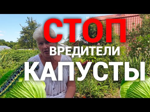 Видео: Спасаем капусту от всех вредителей. Бабушкин метод.