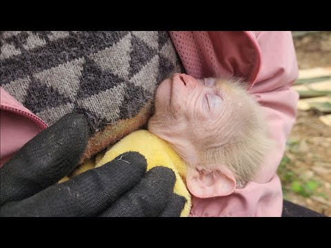 Видео: Бедный малыш-обезьянка потерял мать и был вынужден прийти в мир людей.