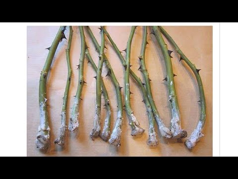 Видео: Секрет Черенкования и размножения роз. Подробная пошаговая инструкция из достоверных источников.
