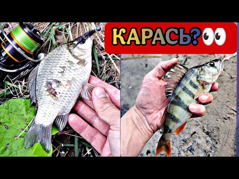 Видео: Окунь и карась на микро_джиг. Р.Воронеж 