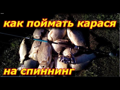 Видео: Как поймать карася на сплит-шот. Ловля карася весной.