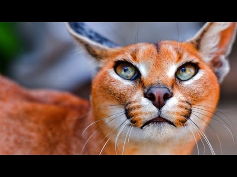 Видео: Топ 10 самых красивых пород кошек в мире