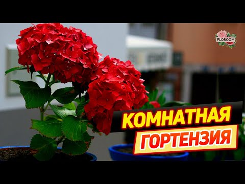 Видео: Уход за гортензией в домашних условиях