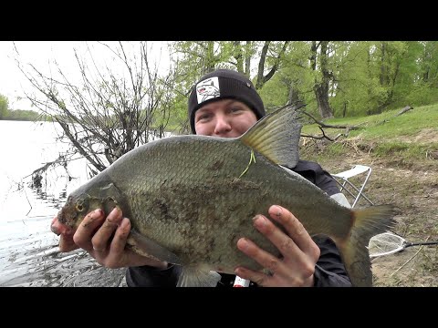 Видео: Рыбалка на донку фидер, палатка, шулюм, отдых на природе. Мой самый большой лещ. @Volzhanin