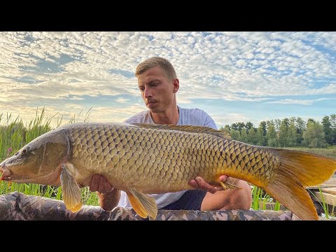 Видео: ТАКИХ ДИКИХ САЗАНІВ МИ ЩЕ НЕ БАЧИЛИ / ДИКА ВОДОЙМА ЛЬВІВСЬКОЇ ОБЛАСТІ