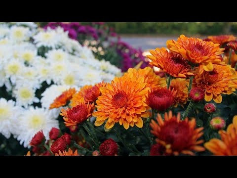 Видео: Прогулянка красивим осіннім садом в жовтні #декоративнийсад 