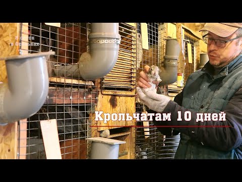 Видео: Крольчатам 10 дней. Крольчата открывают глазки