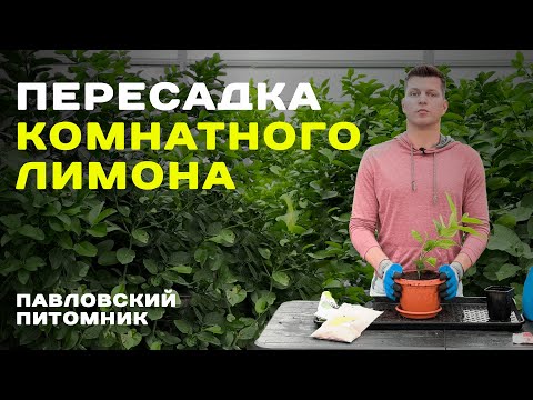 Видео: Как пересадить комнатный лимон? Опыт Павловского питомника.