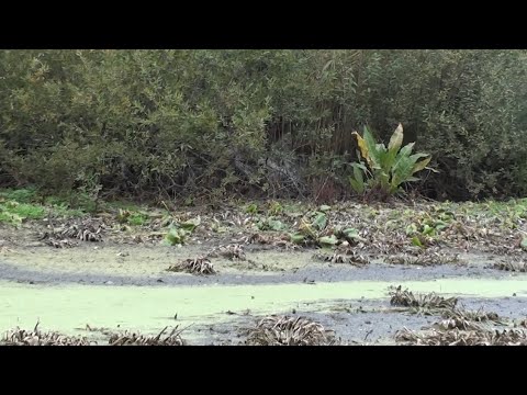 Видео: Понад 200 років в нас цього звіра ніхто не бачив.