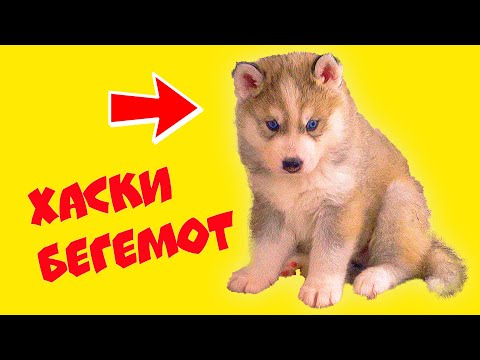 Видео: ЩЕНКИ БУБЛИКА БУДУТ ЖИТЬ С НАМИ!! (Хаски Бандит) Говорящая собака
