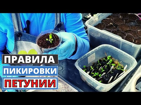 Видео: ПЕТУНИЯ основные правила пикировки растений. Семена Партнёр