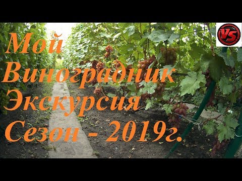 Видео: Мой виноградник - экскурсия - сезон 2019 год