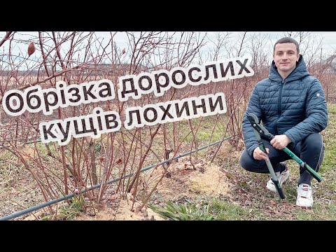 Видео: Як правильно обрізати лохину щоб ягода була велика та солодка 03.02.24