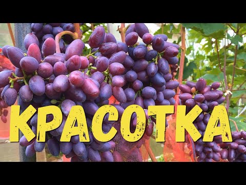 Видео: Виноград. Сорт КРАСОТКА. Полное описание и рекомендации по выращиванию в северных регионах