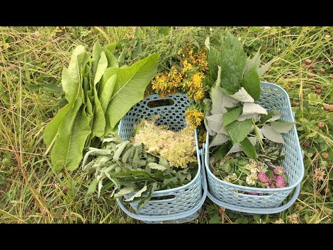 Видео: ДИКОРОСЫ  в июле: съедобные и лекарственные.