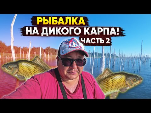 Видео: Два дня на озере. Костерок, готовлю на свежем воздухе, ночевка в палатке на берегу. Часть 2