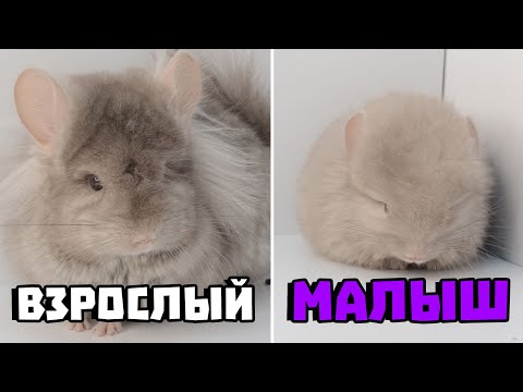 Видео: Малыша или взрослую шиншиллу лучше купить?