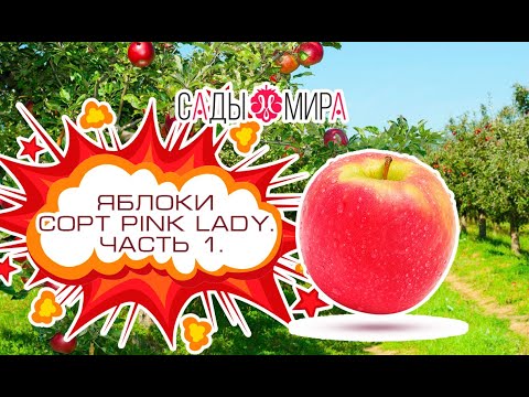 Видео: Яблоки Сорт PINK LADY. часть 1. Опылители, средства зашиты.
