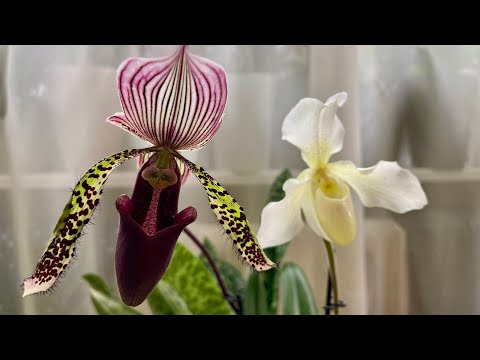 Видео: Влог. Всего понемножку 🫶☺️🍁🧡