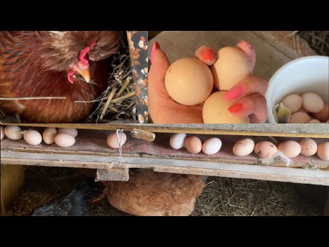 Видео: Куры Несушки без ВОДЫ  Это тот случай
