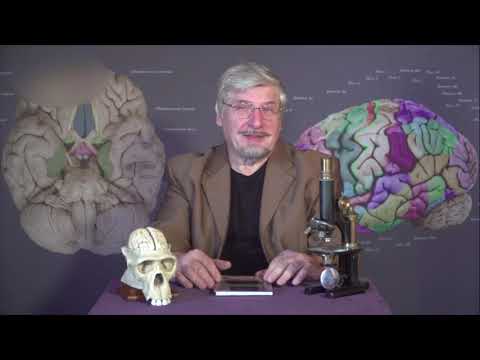Видео: Наука и Мозг | В. П. Зворыкин | 001