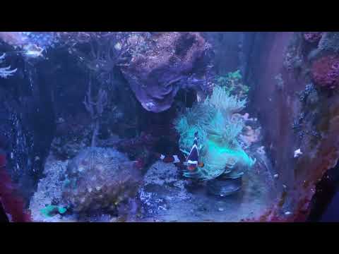 Видео: Морський акваріум "і знову халепа😴🤷"