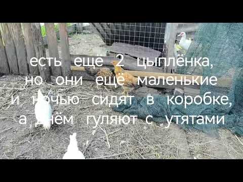 Видео: Курятник будем достраивать. 16 августа 2025