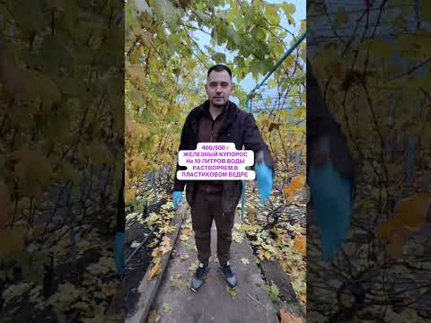 Видео: ВИНОГРАД ЧТО ДЕЛАТЬ ОСЕНЬЮ НОЯБРЬ 2025 МОЗЫРЬ САДЦЕНТРБАЙ 