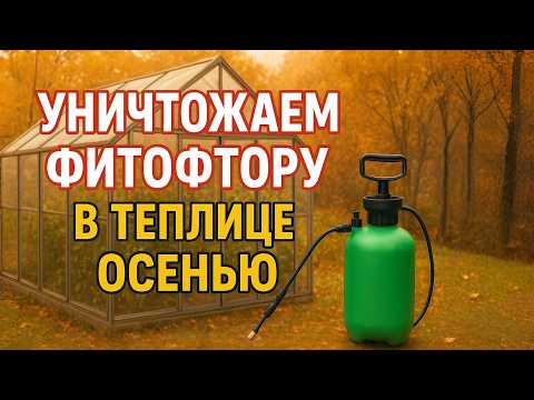 Видео: Фитофтора не Переживёт Зиму! 3 Надёжных Способа Дезинфекции Теплицы Осенью