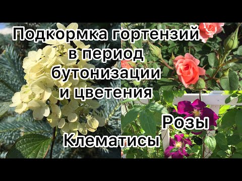 Видео: ПОДКОРМКА ГОРТЕНЗИЙ В ПЕРИОД бутонизации и цветения. РОЗЫ, КЛЕМАТИСЫ