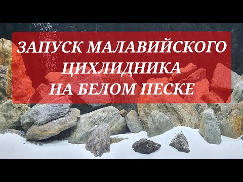 Видео: Запуск малавийского цихлидника на белом песке. Второй аквариум. Часть 9.