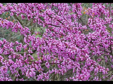 Видео: Церцис - розовый букет от корней до макушки