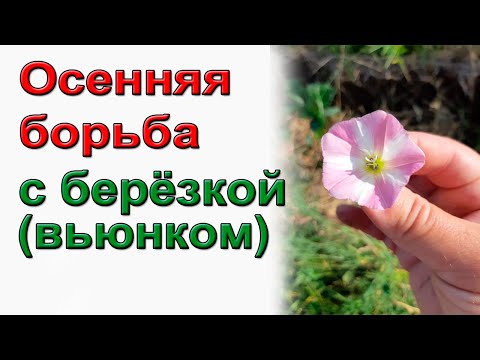 Видео: Осенняя борьба с березкой(вьюнком) По-взрослому.