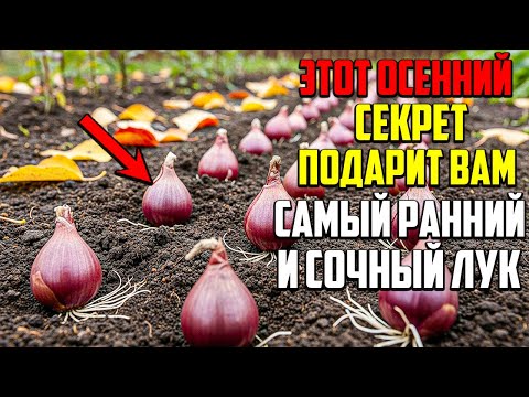 Видео: Крупный И Сочный Лук Без Хлопот: Секрет Правильной Подзимней Посадки!