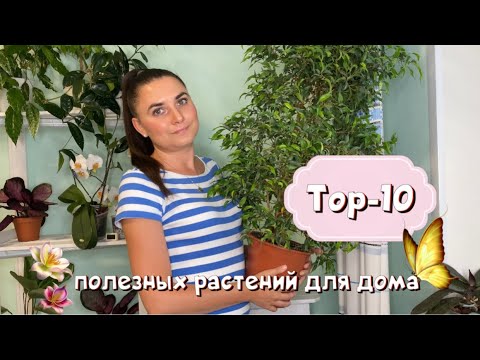 Видео: Топ-10 полезных растений для дома.