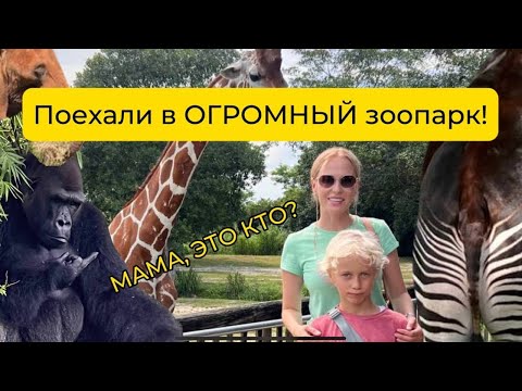 Видео: VLOG Зоопарк в Майами | как Алекса кормила жирафа с руки, ВЕЛОСИПЕД за 60$