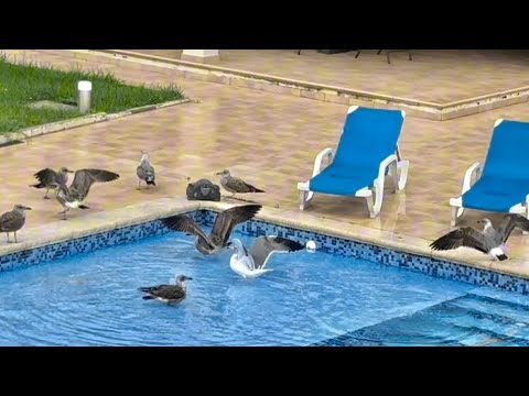 Видео: Так интересно получилось, чайки принесли мне неожиданную новость)))