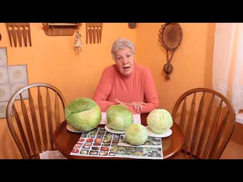 Видео: 249 Квашение капусты