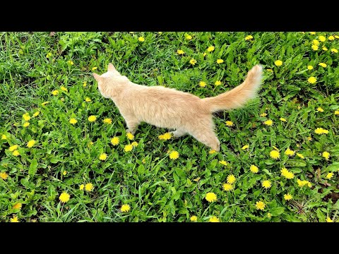 Видео: Светлая седмица  пролетела, как один день.