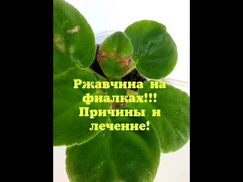 Видео: Ржавчина на фиалках.Причины и лечение. Фиалки от листочка до цветочка. Путь новичка 27 серия