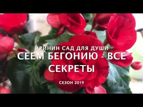 Видео: Сеем бегонию  - все секреты!