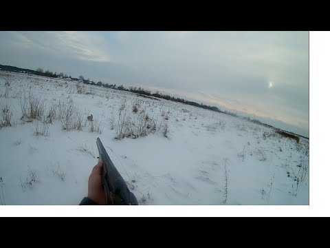 Видео: охота на зайца  лучшая охота сезона