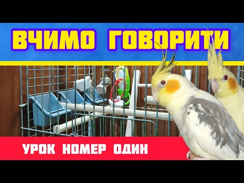 Видео: ✅ ВЧИМО ПАПУГУ ГОВОРИТИ СЛОВО " Привіт " Урок номер один