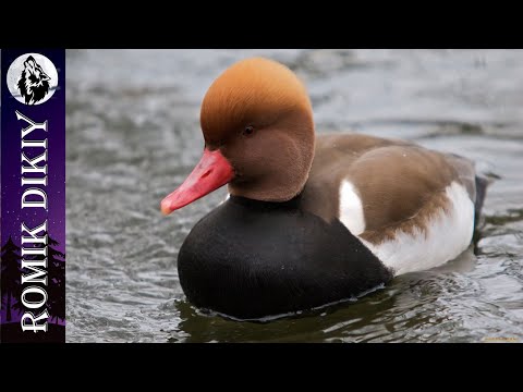 Видео: Весенняя охота на селезня. Топарские озёра.