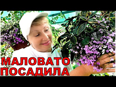 Видео: Цветы в кашпо, которых я посадила маловато. Такой красоты хочется побольше.